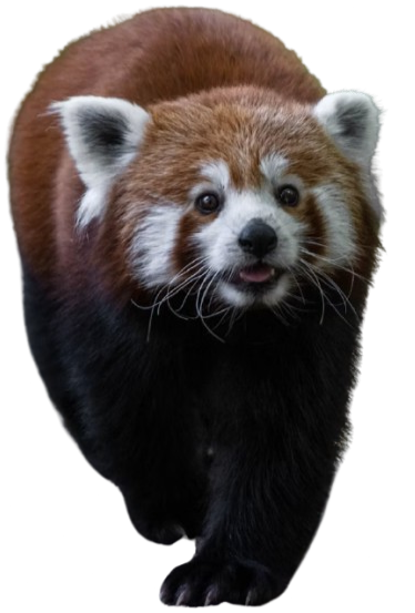 Illustration of a red panda